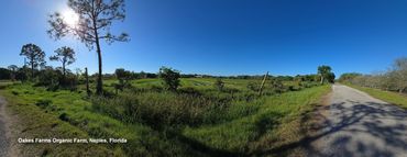 Landscapes of Southwest Florida Photos - Oakes Frams Organic Farm