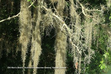 Flora of Southwest Florida Photos - Old Man's Beard, Audubon Corkscrew Swamp, Naples, Florida