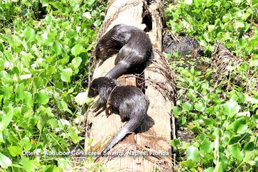 Wildlife of Southwest Florida Photos - Two Otters, Audubon Corkscrew Swamp, Naples, Florida