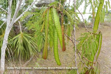 Flora of Southwest Florida Photos - Oyster Plant (Invasive)