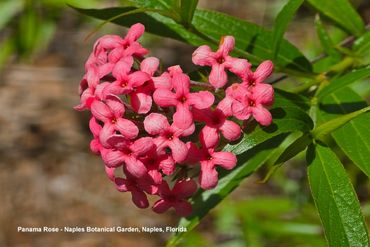 Flora of Southwest Florida Photos - Panama Rose