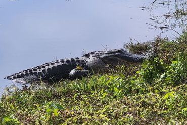 Alligator Photos - Possum Branch Preserve, Safety Harbor, Florida