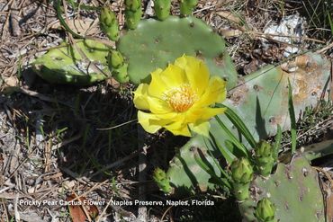 Flora of Southwest Florida - Prickly Pear Cactus Flower, Naples Preserve, Naples, Florida