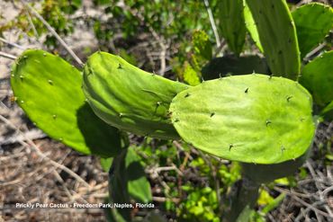 Flora of Southwest Florida Photos - Prickly Pear Cactus, Freedom Park, Naples, Florida