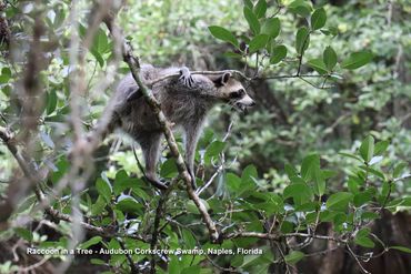 Wildlife of Southwest Florida Photos - Raccoon in a Tree, Audubon Corkscrew Swamp, Naples