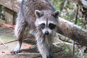 Wildlife of Southwest Florida Photos - Raccoon - Audubon Corkscrew Swamp, Naples, Florida