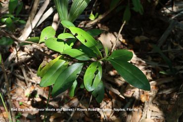 Southwest Florida Flora Photos - Red Bay Leaf, Rivers Road Preserve, Naples, Florida