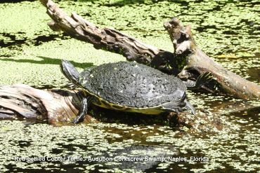Southwest Florida Wildlife Photos - Red-bellied Cooter Turtle