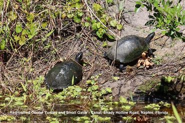 Southwest Florida Wildlife  Photos - Red-bellied Cooter Turtles and Small Alligator