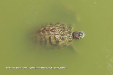 Wildlife of Southwest Florida Photos - Red-eared Slider Turtle