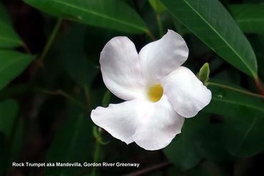 Flora of Southwest Florida Photos - White Mandevilla, Gordon River Greenway, Naples, Florida