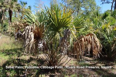 Southwest Florida Flora Photos - Sabal Palm or Palmetto, Rivers Road Preserve, Naples, Florida