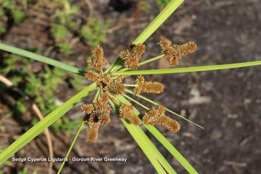 Flora of Southwest Florida Photos - Sedge Cyperus Ligularis, Gordon River Greenway, Naples, FL