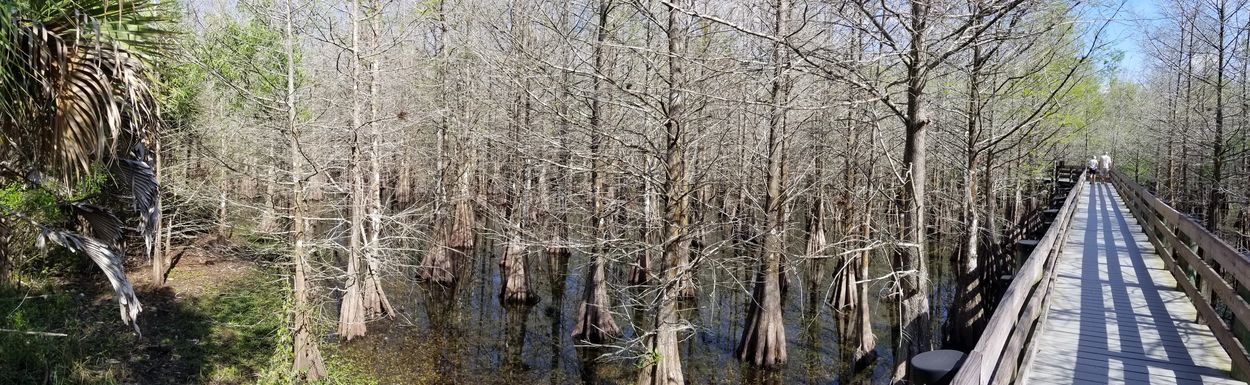 Panorama Photos Southwest Florida - Cypress Mitigation Area, Six Mile Cypress Slough, Fort Myers, FL