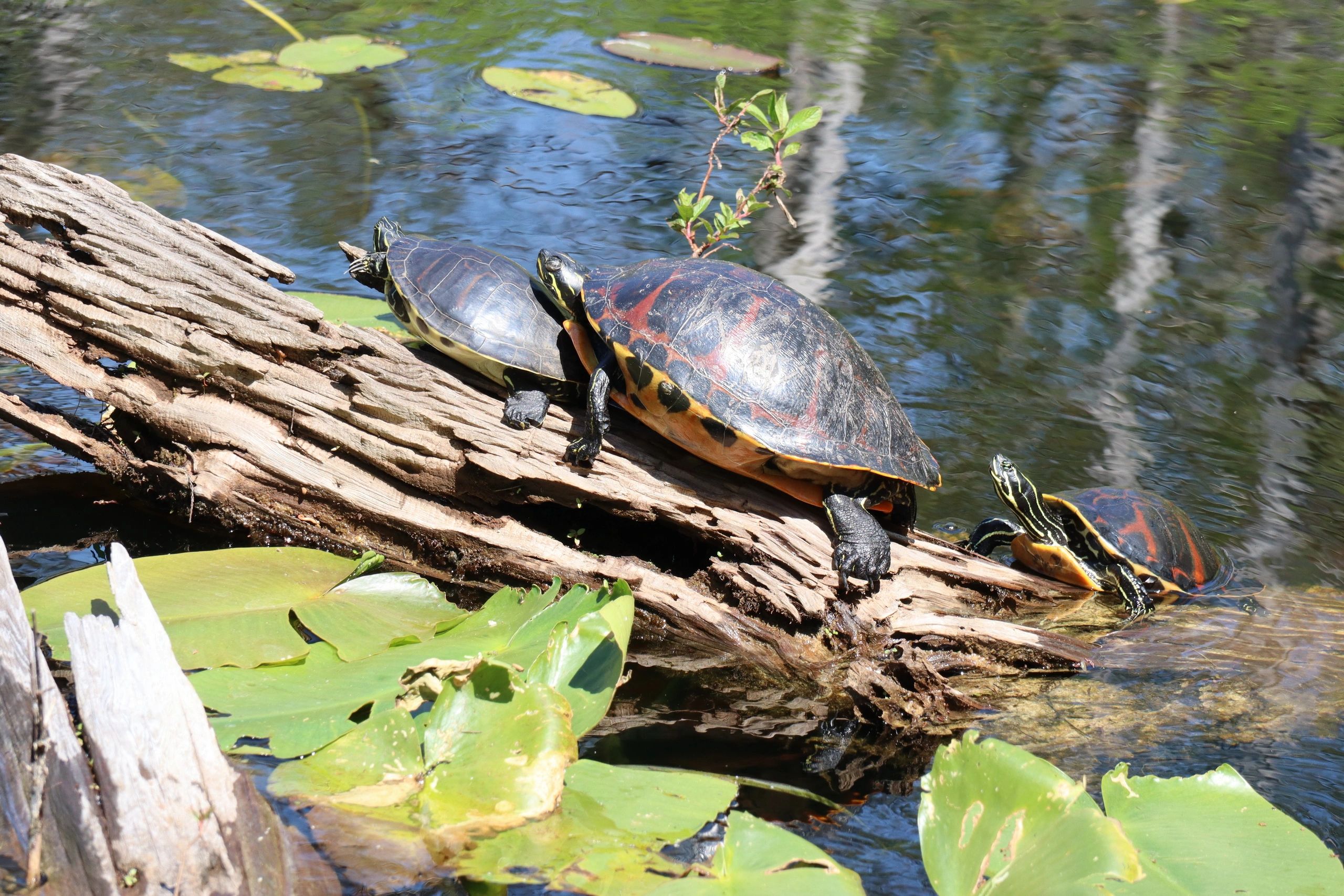 Southwest Florida Wildlife Photos - Three Red-bellied Cooter Turtles, Six-Mile Cypress Slough 