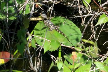 Alligators of Southwest Florida Photos - Baby Alligator on Lily Pad, Corkscrew Swamp, Naples, FL