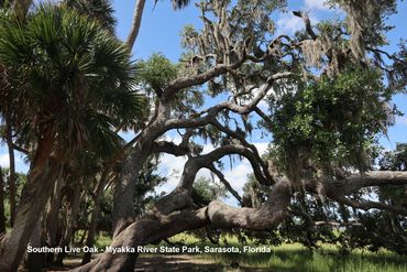 Flora of Southwest Florida Photos - Southern Live Oak