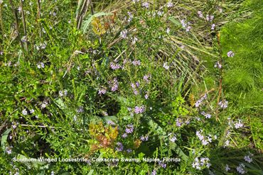 Flora of Southwest Florida Photos - Southern Winged Loosestrife,  Corkscrew Swamp