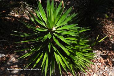Southwest Florida Flora Photos - Spanish Bayonet