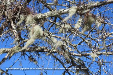 Flora of Southwest Florida Photos - Spanish Moss (Epiphyte)