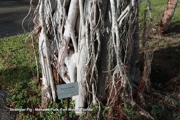 Southwest Florida Flora Photos - Strangler Fig, Manatee Park, Fort Myers, Florida