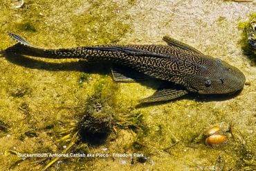 A black-armored catfish with intricate patterns resting on the riverbed.