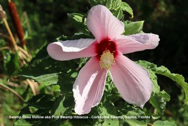 Flora of Southwest Florida - Pink Swamp Hibiscus (aka Swamp Rose Mallow), Audubon Corkscrew Swamp