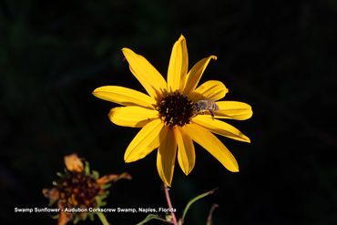 Flora of Southwest Florida - Swamp Sunflower with Bee, Audubon Corkscrew Swamp, Naples, Florida