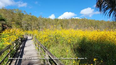 Photos of Southwest Florida Flora -  Swamp Sunflowers, Early October 2021, Corkscrew Swamp, Naples
