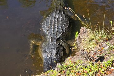 Alligator Photos Southwest Florida