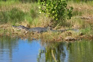 Alligator Photos of Southwest Florida - Ten Thousand Islands National Wildlife Refuge
