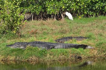 Alligator Photos Southwest Florida