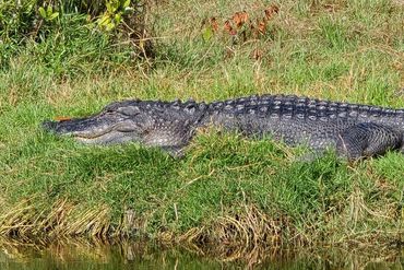 Alligator Photos Southwest Florida