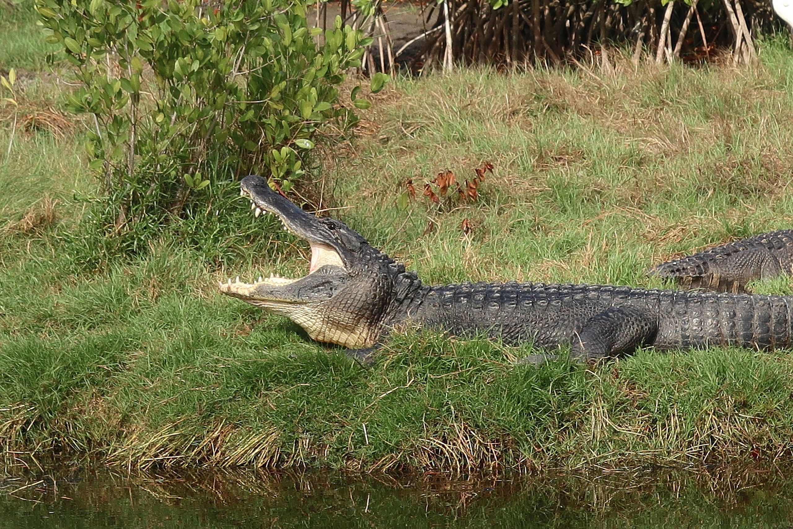 Wildlife Photos of Southwest Florida - Alligator Mouth Open