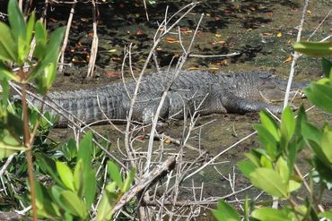 Alligator Photos Southwest Florida