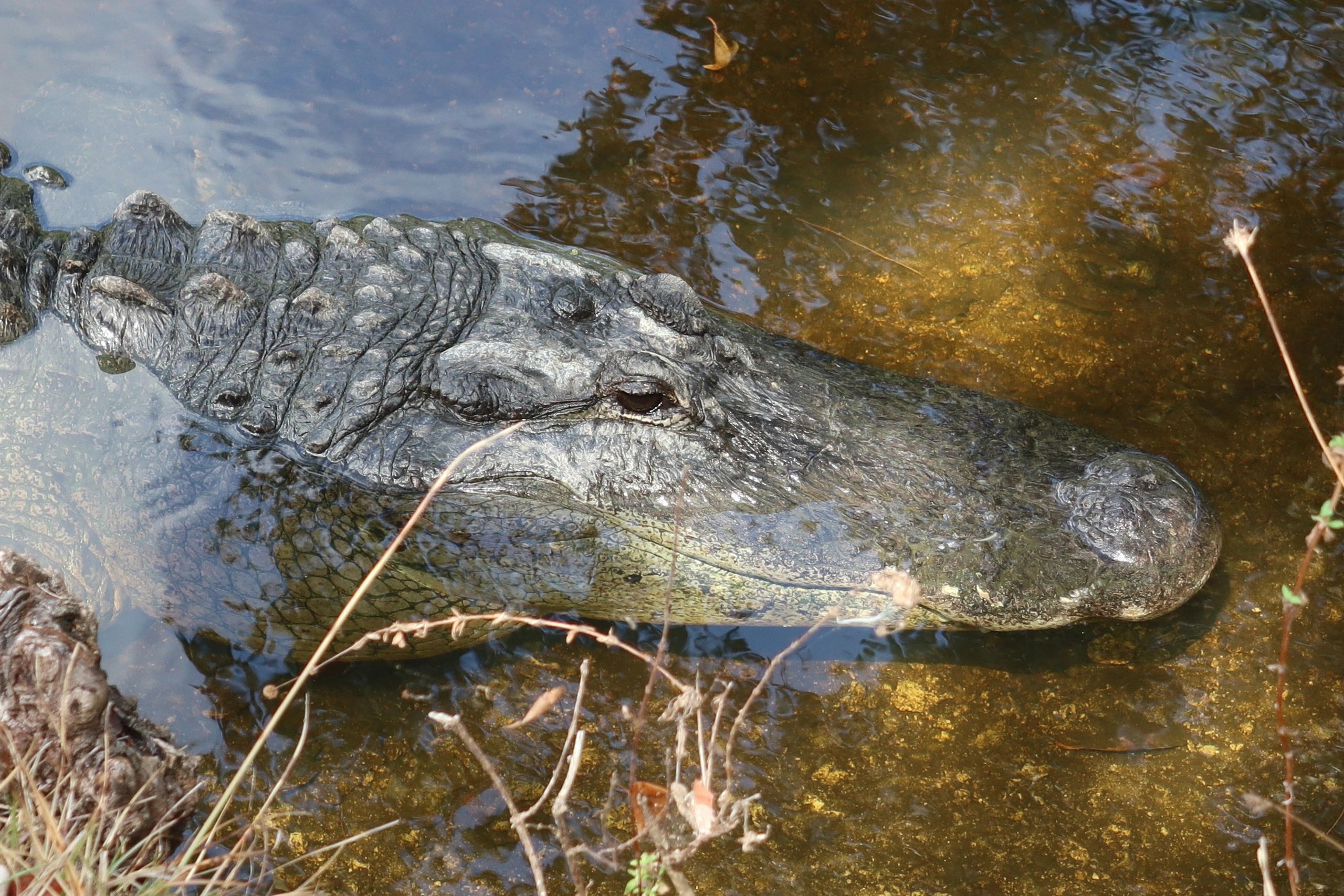 Wildlife Photos of Southwest Florida - Alligator Head Close-up