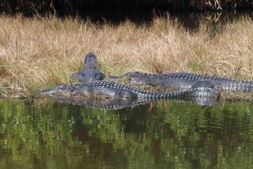 Alligator Photos - Ten Thousand Islands National Wildlife Refuge, Naples, Florida