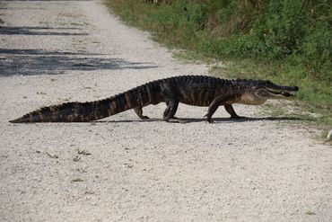 Alligator Photos - Ten Thousand Islands National Wildlife Refuge, Naples, Florida
