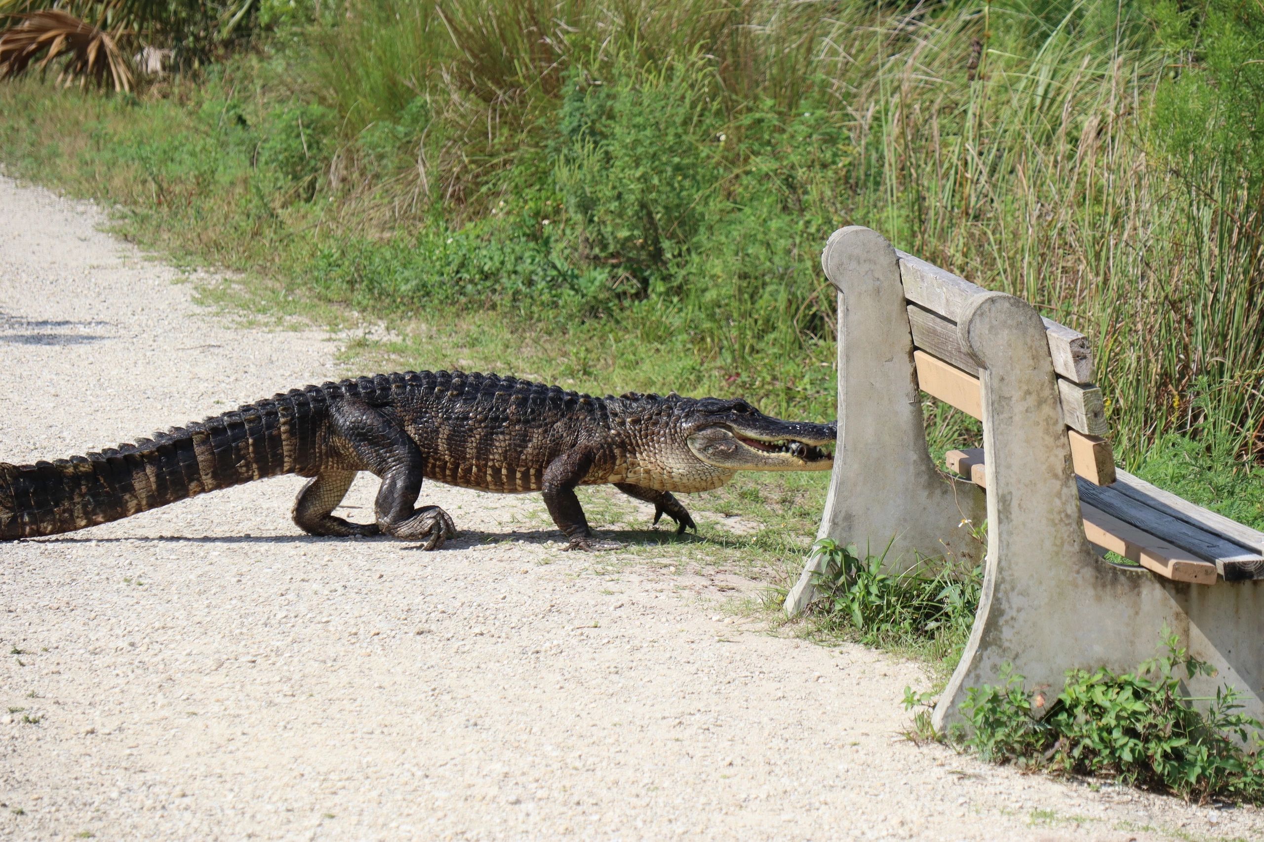 Alligator on Marsh Trail, Ten Thousand Islands National Wildlife Refuge - Photo