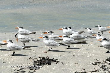 Wildlife of Southwest Florida Photos - Terns, Barefoot Beach Preserve