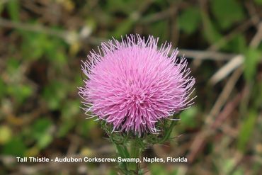 Flora of Southwest Florida - Tall Thistle
