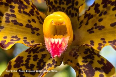 Flora of Southwest Florida Photos - Tiger Orchid