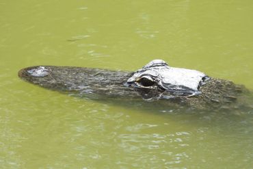 Southwest Florida Alligator Photos