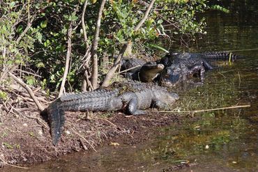 Alligator Photos - Three Alligators, Turner River Road, Ochopee, Florida