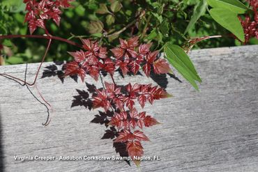 Flora of Southwest Florida - Virginia Creeper, Corkscrew Swamp, Naples, Florida