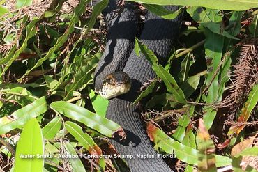 Wildlife of Southwest Florida Photos - Water Snake, Audubon Corkscrew Swamp, Naples, Florida