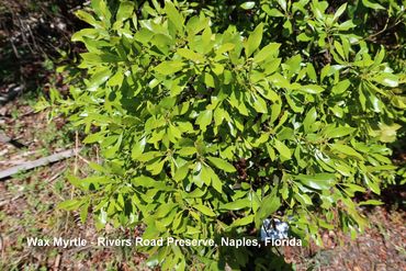 Southwest Florida Flora Photos - Wax Myrtle, Rivers Road Preserve, Naples, Florida