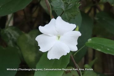 Flora of Southwest Florida Photos - Whitelady (Thunbergia fragrans) Caloosahatchee Regional Park 