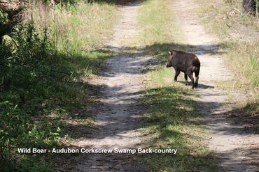 Wildlife of Southwest Florida Photos - Wild Boar, Audubon Corkscrew Swamp Back-country