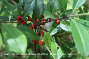 Flora of Southwest Florida - Yaupon Holly, Corkscrew Swamp, Naples, Florida